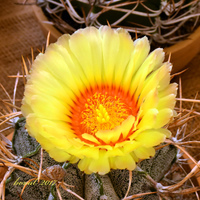 kvetoucí astrphytum na plzeňské výstavě