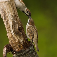Malá láska  - vrabec polní