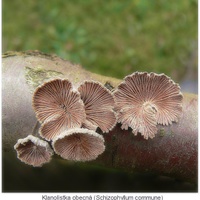 Klanolístka obecná (Schizophyllum commune)