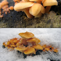 Penízovka sametonohá (Flammulina velutipes)