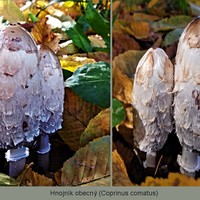 Hnojník obecný (Coprinus comatus)