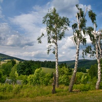 Tři břízy