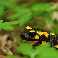 salamandra :)