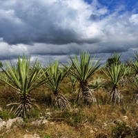 Kde se tequila rodí...