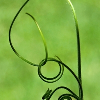 Spirály