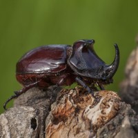 Nosorožík kapucínek (Oryctes nasicornis)