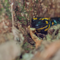 salamandra :)