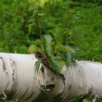 Poražený ruský strom