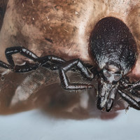 Ixodes ricinus