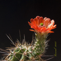 kvetoucí echinocereus