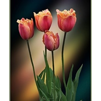 Čtyři tulipáni.../Květiny trochu jinak /