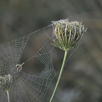 Pavučinková