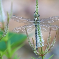 Šídlo modré (Aeshna cyanea)