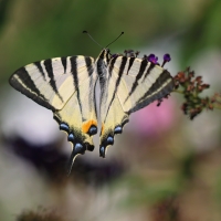 Otakárek ovocný (Iphiclides podalirius)