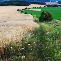 Cestička k domovu.