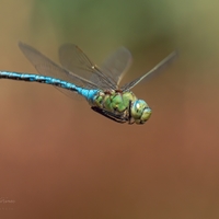 Anax imperator