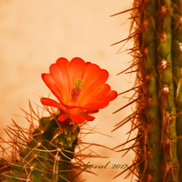 kvetoucí  echinocereus na výstavě v Plzni