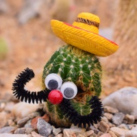 Señor kaktus