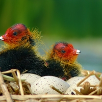 Líhnutí kačátek Lysky černé (Fulica atra)