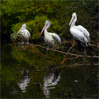 Dva pelikáni a jeden upír