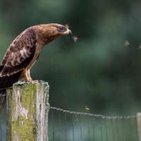 Včelojed lesní (Pernis apivorus)