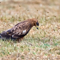 Včelojed lesní (Pernis apivorus) mladý pták I 