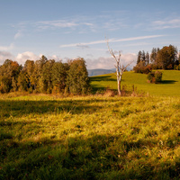 Břízka