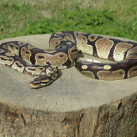 Python regius