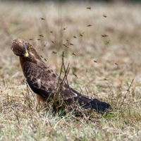 Včelojed lesní (Pernis apivorus) mladý pták III 