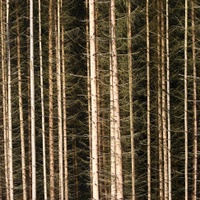 barva lesa