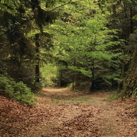 cestou lesní...