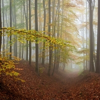Podzimní lákavý les