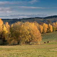 V jeseni na paši (VTatry v pozadí)