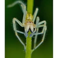 Zápřednice jedovatá (Cheiracanthium punctorium)