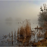 Zámecký rybník s mlhou a rákosím