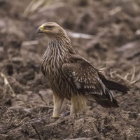 Orel královský (Aquila heliaca) 