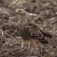 Orel královský (Aquila heliaca) 