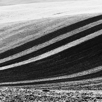 Polní.