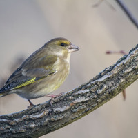 Zvonek zelený – Carduelis chloris