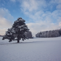 Osamělá borovice