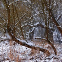 zimní divočina