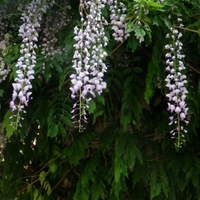 Vistárie čínská /Wisteria sinensis (Sims) Sweet/