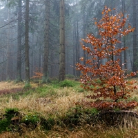 Za mlhy v lese