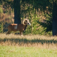 Beran ve střehu