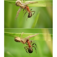 Běžník vs mravenec