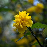 Žlutá patří k jaru