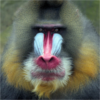 První letošní opičí portrét
