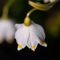 Leucojum vernum