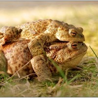 z jarní pouti Bufo bufo