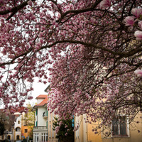Ulice
